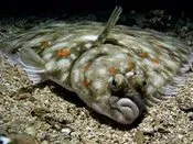 ზღვის, ჰოროსკოპი, კამბალა