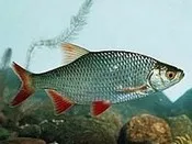 ზღვის, ჰოროსკოპი, ნაფოტა