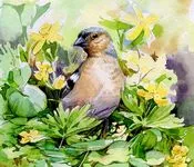 ვიშ, გაზაფხული, ილია, ჭავჭავაძე 