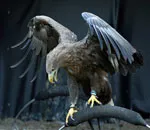 იყავით, არწივი, და, არა, იხვი, ბოდო, შეფერი