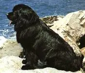 კორეული, ჰოროსკოპი, ნიუფაუნდლენდი, 02.10 - 22.10