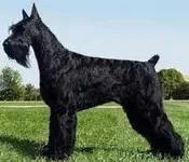 კორეული, ჰოროსკოპი, რიზენშნაუცერი, 12.09 - 01.10