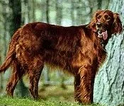 კორეული, ჰოროსკოპი, სეტერი, 02.12 - 22.12