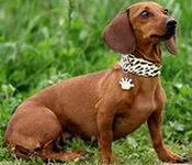 კორეული, ჰოროსკოპი, ტაქსა, 23.08 - 11.09