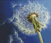 ფა-ფუ, გრიგოლ, აბაშიძე 