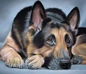 ძაღლების, სიმღერა, შანდორ, პეტეფი