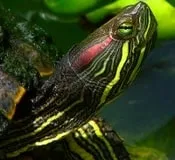 ბუდისტების, ტიბეტური, ჰოროსკოპი, ტბის, კუ