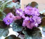 ედუარდ უგულავა - ია