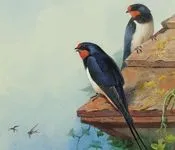 იონა ვაკელი - მერცხალი