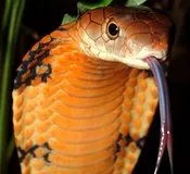 ბუდისტების, ტიბეტური, ჰოროსკოპი, კობრა