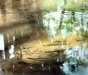 მარიამ წიკლაური - დარისა და ავდრისა