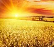 ოქროს, ყანა, გიორგი, შატბერაშვილი