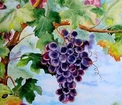 რთველი, გივი, ჭიჭინაძე