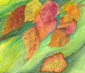 ფოთლები, მუხრან, მაჭავარიანი