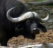 ბუდისტების, ტიბეტური, ჰოროსკოპი, შავი, კამეჩი