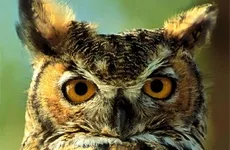 მეთორმეტე მეცადინეობა - ლექსები ბუზე