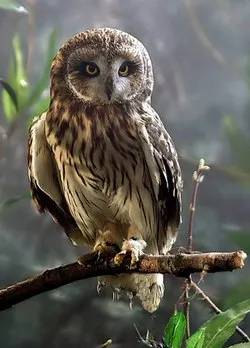 მეთორმეტე მეცადინეობა - ლექსები ბუზე 2