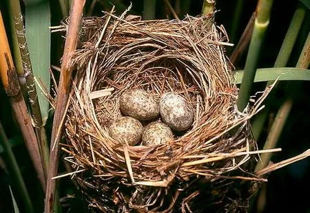 ბუდე ბუდე