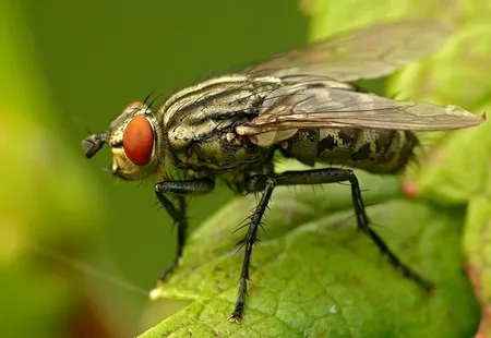 ბუზი ბუზი