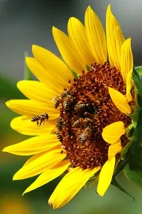 მეთორმეტე მეცადინეობა - ლექსები ფუტკარზე