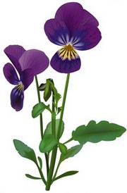 ველზე ია ამოვიდა