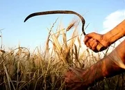 კაცი მკის კაცი მკის