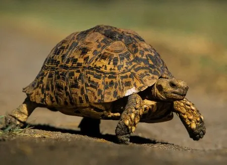 ვასწავლოთ ბავშვებს სწრაფი კითხვა - კუ