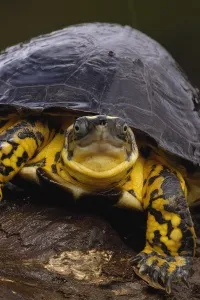 მეთორმეტე მეცადინეობა - კუს ისტორია