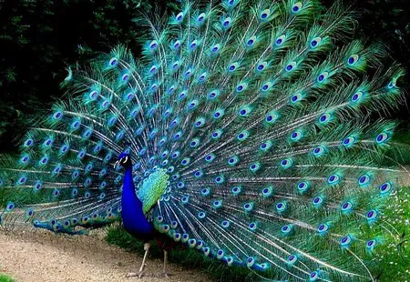 კუდი კუდი