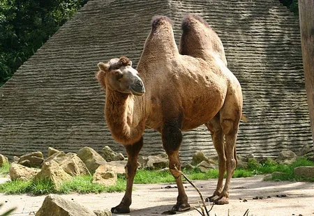 კუჭი კუჭი