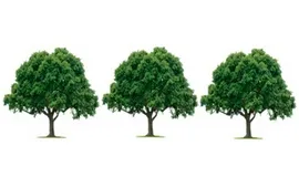 სამი ხე სამი ხე