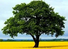 ნახატისა და ნაწერის გარჩევა - მეორე მეცადინეობა - მეექვსე პროცედურა - ხე ნახატისა და ნაწერის გარჩევა - მეორე მეცადინეობა - მეექვსე პროცედურა - ხე