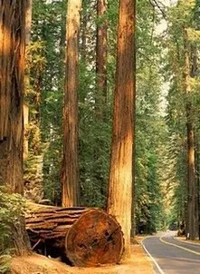 ტყემ მოისხა ფოთოლი