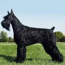 რიზენშნაუცერი