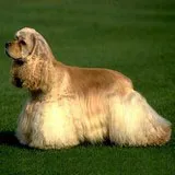 სპანიელი