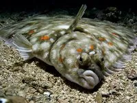 კამბალა