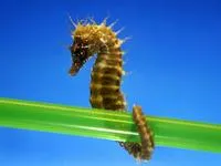 ზღვის ცხენი