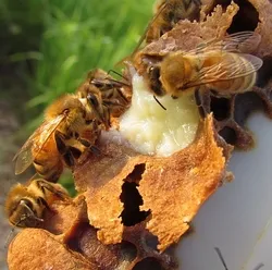 ფუტკრის რძე ხალხურ მედიცინაში