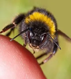 ფუტკრის შხამი - ყველაფერი ფუტკრის შხამის შესახებ ფუტკრის შხამი - ყველაფერი ფუტკრის შხამის შესახებ