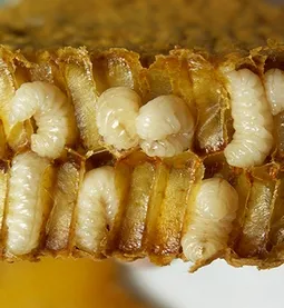 მამალი ფუტკრის ჰომოგენატი მამალი ფუტკრის ჰომოგენატი