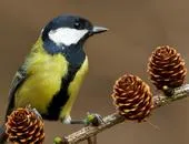 ხის ტოტები და ჩიტები