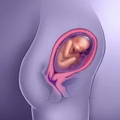 მომავალი ბავშვი - ორსულობის 27-ე კვირა