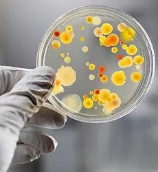 ორსულობა და ქლამიდიოზი