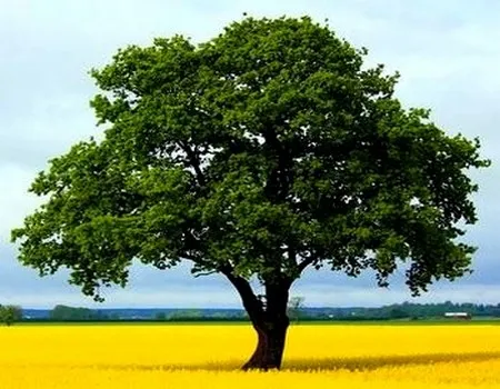 ვასწავლოთ ბავშვებს სწრაფი კითხვა ნახატებისა და წარწერების საშუალებით - ხე ვასწავლოთ ბავშვებს სწრაფი კითხვა ნახატებისა და წარწერების საშუალებით - ხე